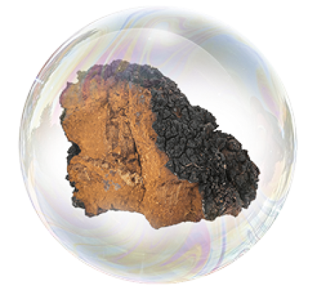 Экстракт чаги