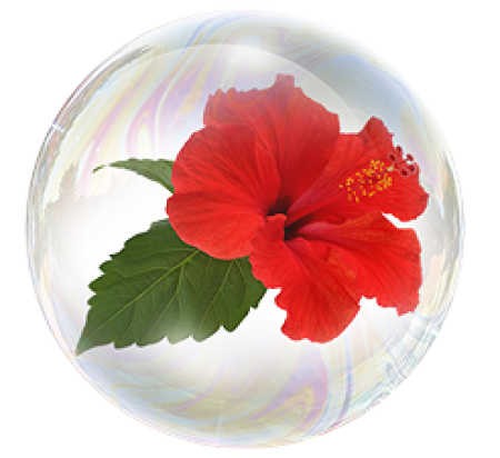 Экстракт гибискуса