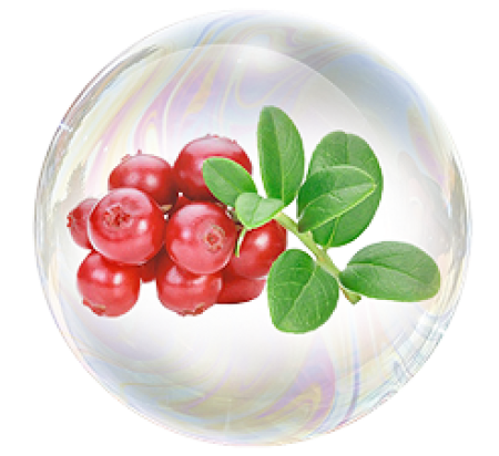 Лист брусники