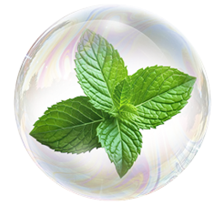 Лист перечной мяты